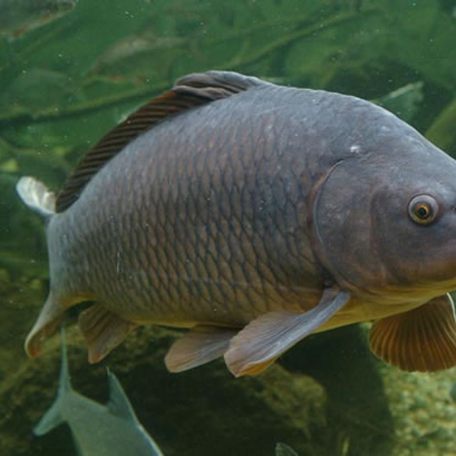 Зеркальный карп фото. Сазан (Cyprinus Carpio). Сарбоянский Карп. Карп рамчатый. Ангелинский зеркальный Карп.