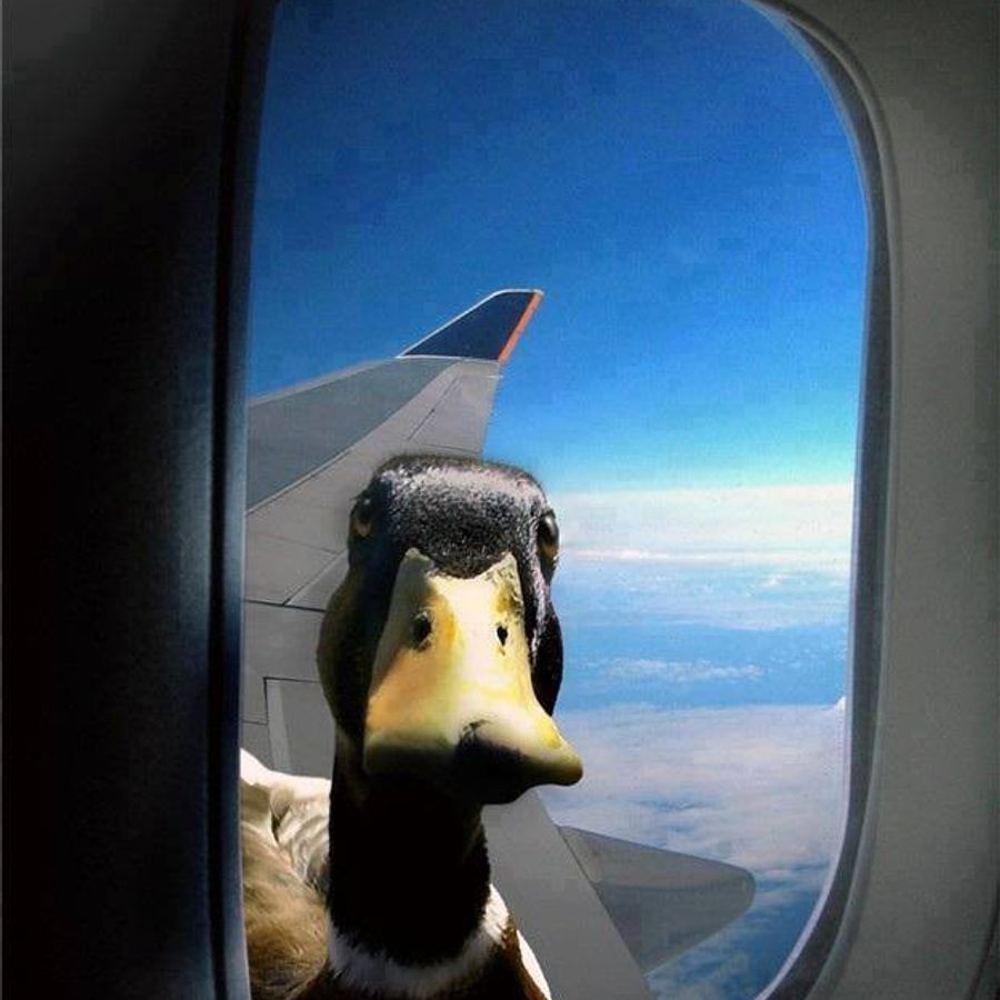 duck plane.