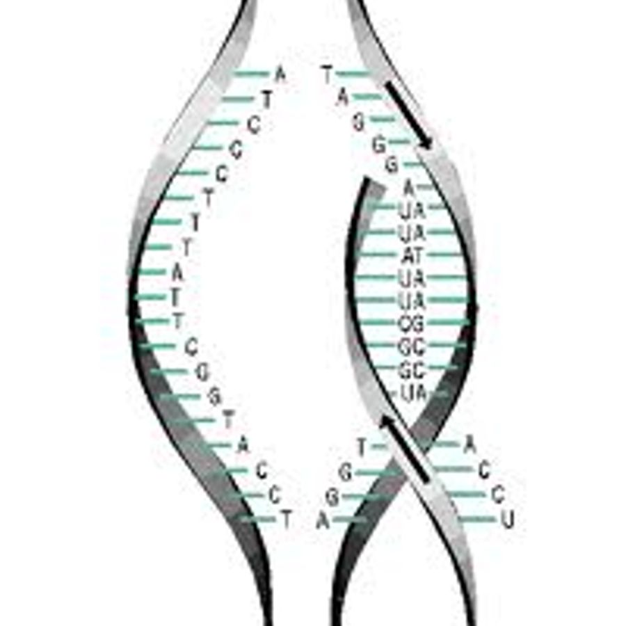 3 5 биология. Чтение ДНК. ДНК птицы. RNA 5' 3'. Экстракопирование генов это.