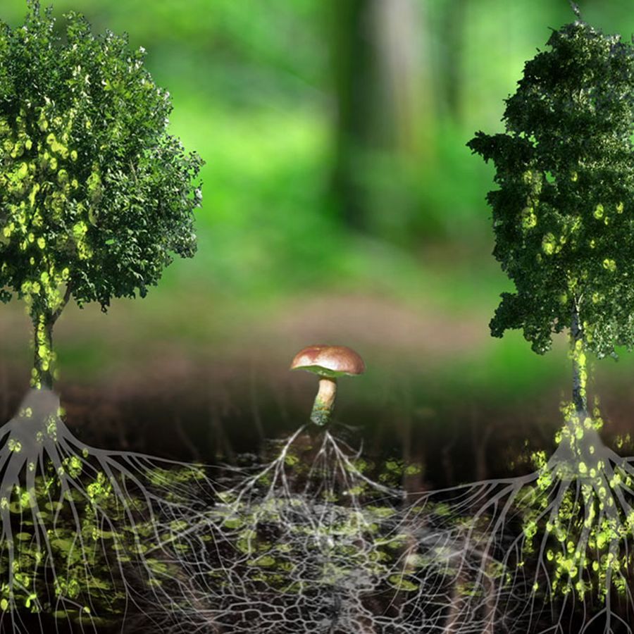 Дерево. Картины алан томаш копера. Деревья разумны. Родовое древо корни рода. Дерево лес баньян.