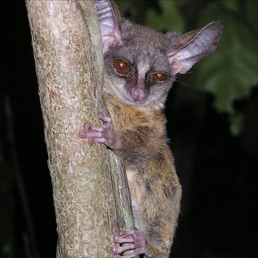 Галаго Bushbaby