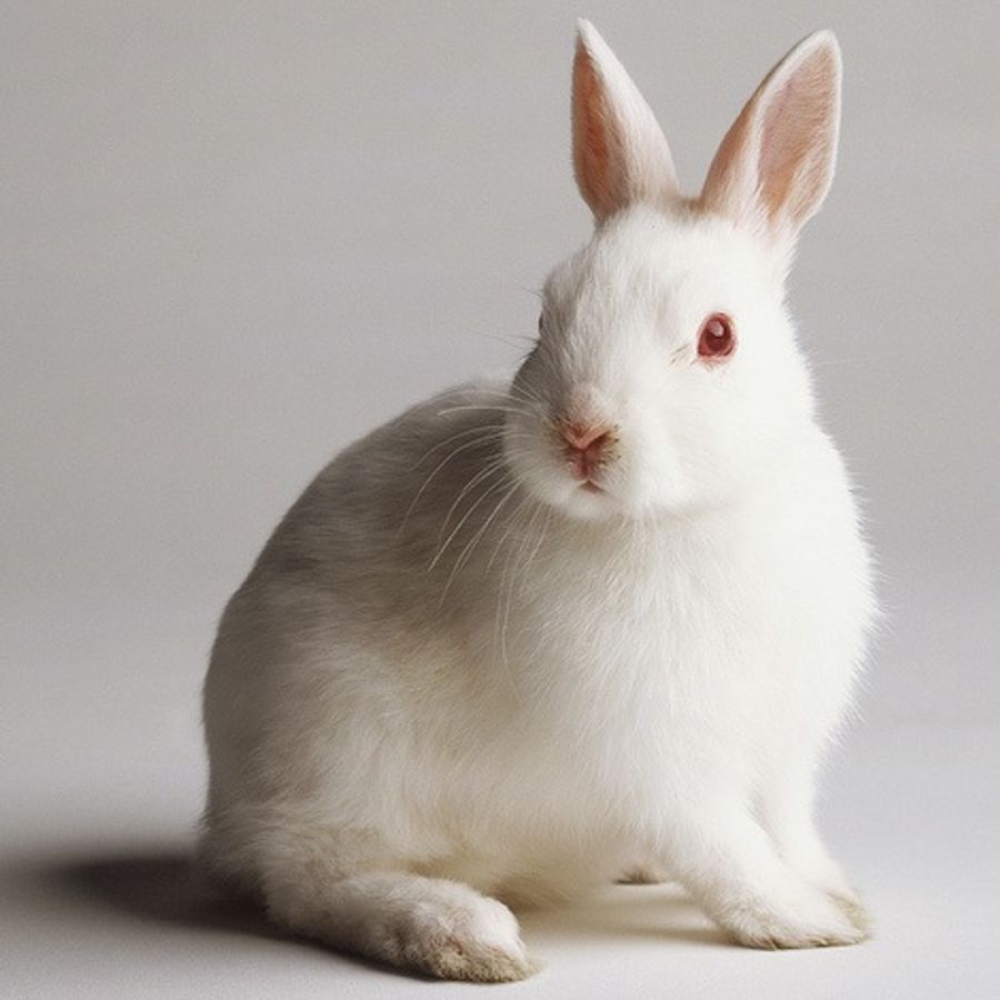 Белый кролик с красными глазами